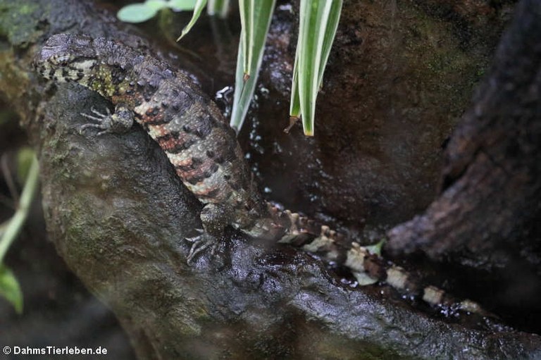 Shinisaurus crocodilurus