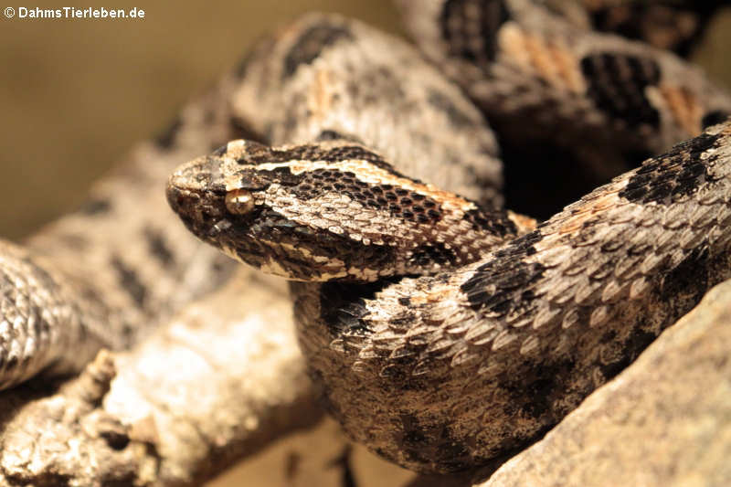 Zwergklapperschlange (Sistrurus miliarius barbouri)