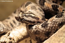 Dunkle Zwergklapperschlange (Sistrurus miliarius barbouri) im TerraZoo Rheinberg