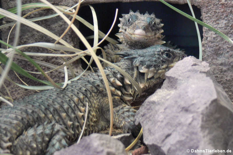 Riesengürtelschweife (Smaug giganteus)