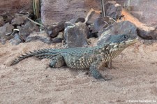 Riesengürtelschweif (Smaug giganteus) im TerraZoo Rheinberg