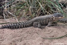 Riesengürtelschweif (Smaug giganteus) im TerraZoo Rheinberg