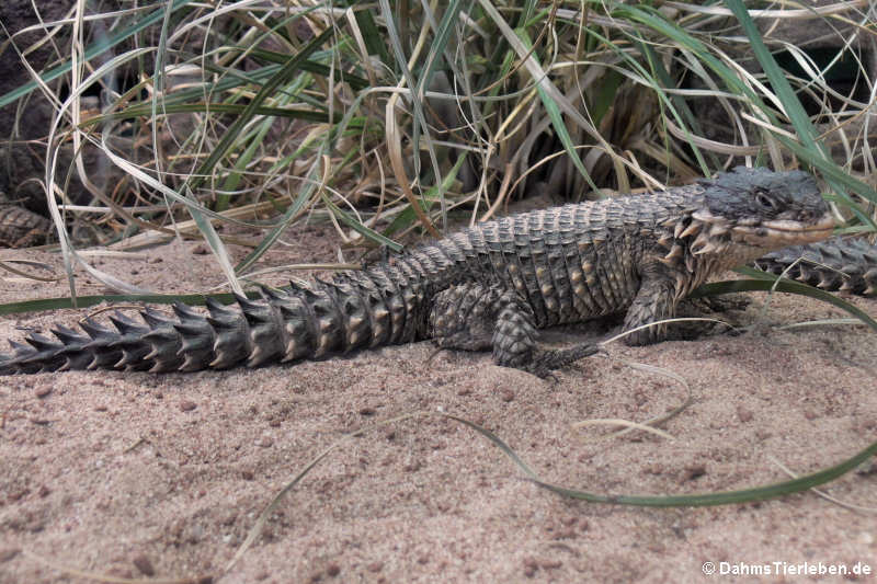 Smaug giganteus