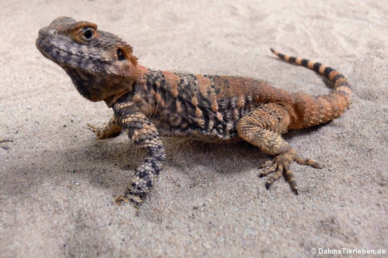 Laudakia vulgaris brachydactyla