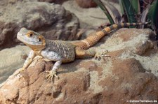 Schleuderschwanzagame (Stellagama stellio brachydactyla) im TerraZoo Rheinberg