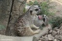 Suricata suricatta