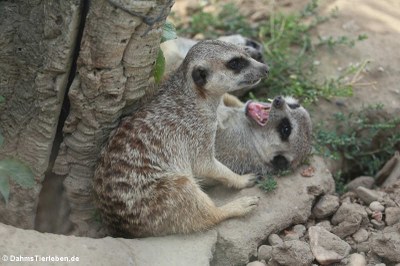 Erdmännchen (Suricata suricatta)