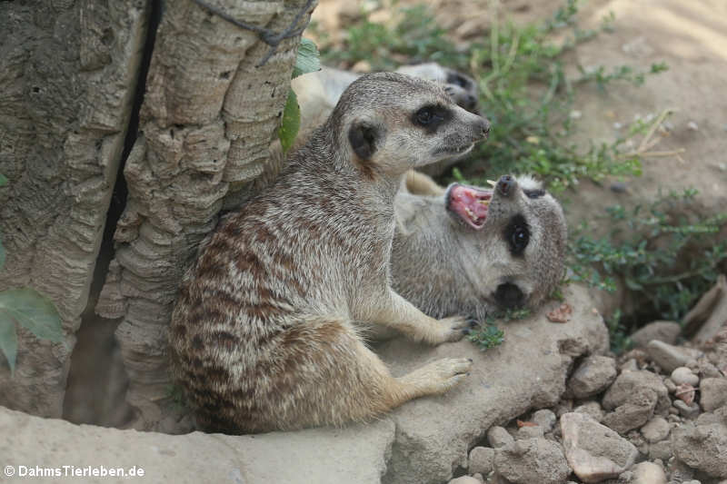 Erdmännchen (Suricata suricatta)