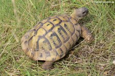 Griechische Landschildkröte (Testudo hermanni) im TerraZoo Rheinberg