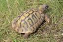 Testudo hermanni