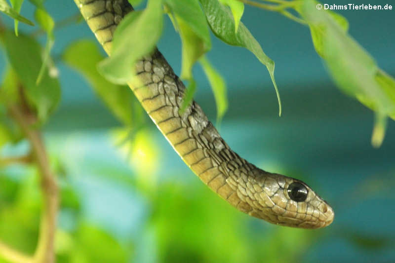 Schwarze Baumschlange (Thrasops jacksonii)