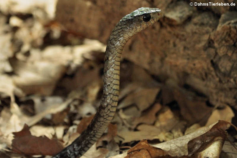 Schwarze Baumschlange Thrasops jacksonii-1