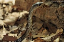 Schwarze Baumschlange (Thrasops jacksonii) im TerraZoo Rheinberg