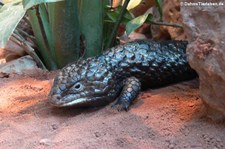 Tannenzapfenechse (Tiliqua rugosa) im TerraZoo Rheinberg