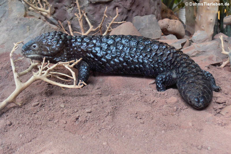 Tannenzapfenechse (Tiliqua rugosa)