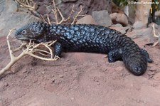 Tannenzapfenechse (Tiliqua rugosa) im TerraZoo Rheinberg