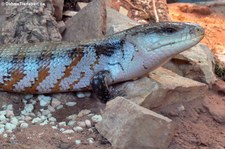 Gewöhnlicher Blauzungenskink (Tiliqua scincoides) im TerraZoo Rheinberg