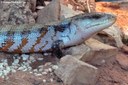 Tiliqua scincoides