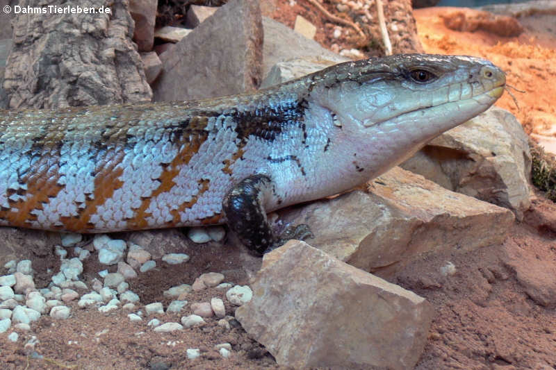 Gewöhnlicher Blauzungenskink Tiliqua scincoides-2