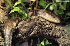 Gewöhnlicher Blauzungenskink (Tiliqua scincoides) im TerraZoo Rheinberg