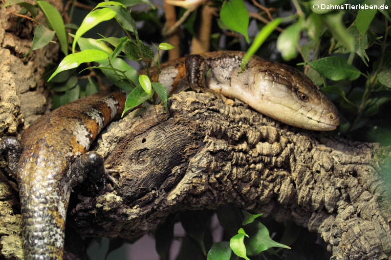 Blauzungenskink (Tiliqua scincoides)