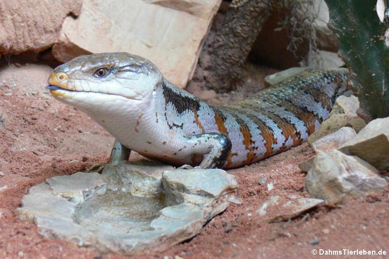 Gewöhnlicher Blauzungenskink Tiliqua scincoides-5