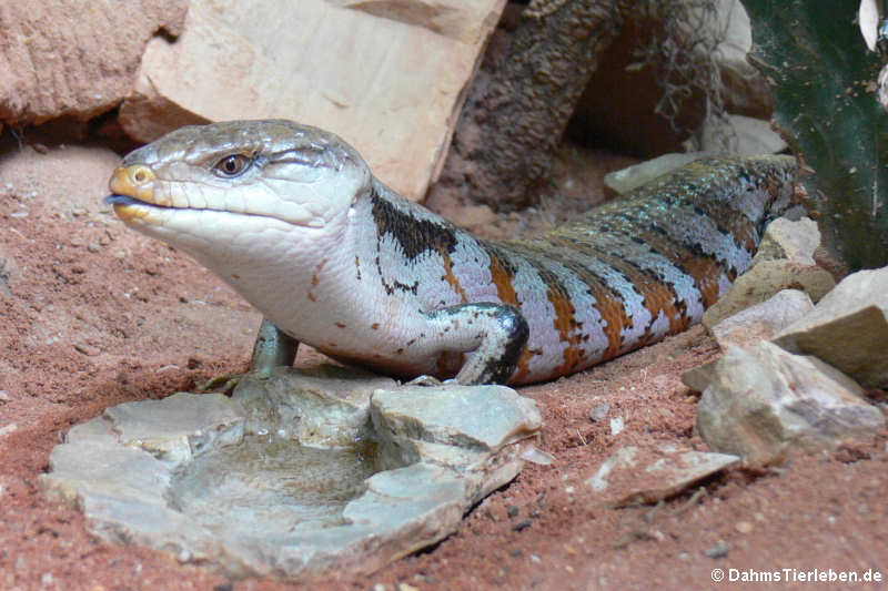 Tiliqua scincoides