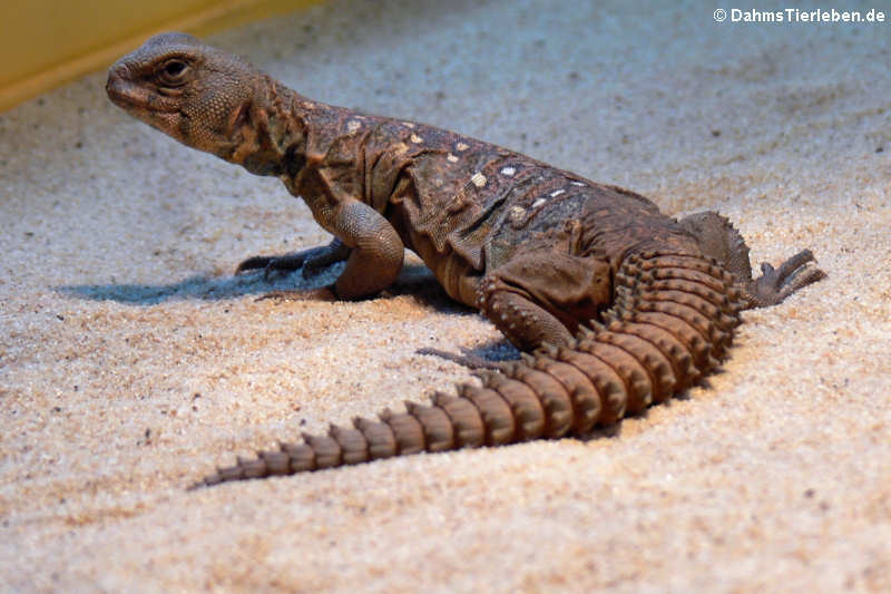 Geschmückter Dornschwanz Uromastyx ocellata-2