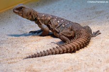 Geschmückte Dornschwanzagame (Uromastyx ocellata) im TerraZoo Rheinberg