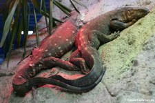 Kapwarane (Varanus albigularis) im TerraZoo Rheinberg