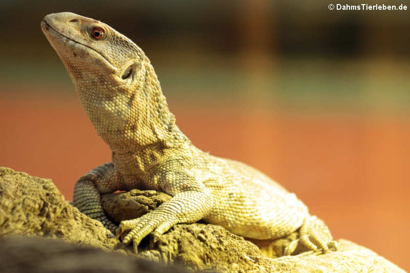 Steppenwaran (Varanus exanthematicus)