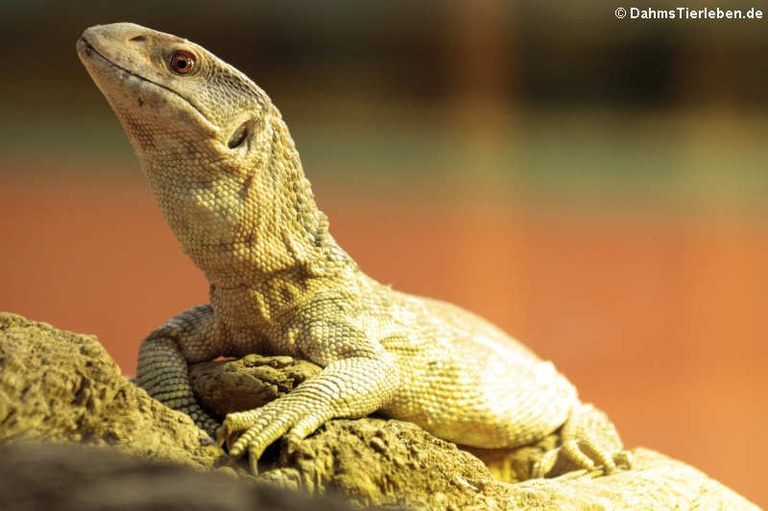 Varanus exanthematicus