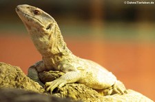 Steppenwaran (Varanus exanthematicus) im TerraZoo Rheinberg