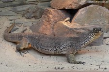 Gould's Waran (Varanus gouldii) im TerraZoo Rheinberg