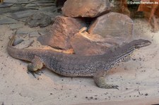 Gould's Waran (Varanus gouldii) im TerraZoo Rheinberg