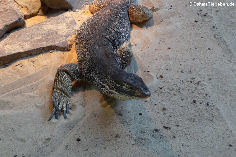 Goulds Waran Varanus gouldii-2