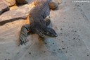 Varanus gouldii