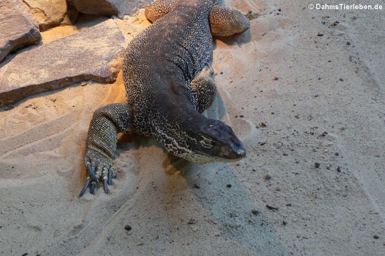 Varanus gouldii