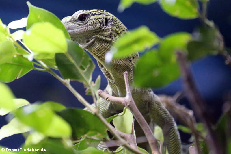 Reisingers Baumwaran (Varanus reisingeri)