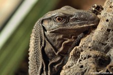 Rauhnackenwaran (Varanus rudicollis) im TerraZoo Rheinberg