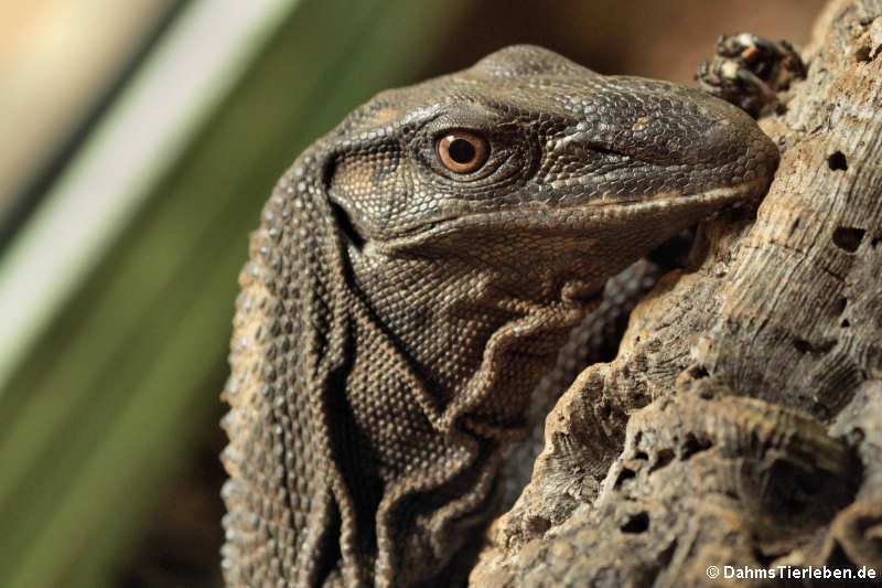 Rauhnackenwaran (Varanus rudicollis)