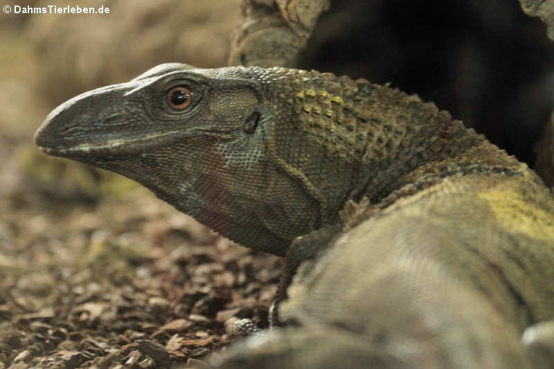 Rauhnackenwaran Varanus rudicollis-1