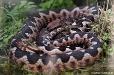 Europäische Hornotter (Vipera ammodytes ammodytes) im TerraZoo Rheinberg