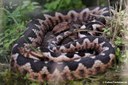 Vipera ammodytes