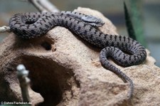 Aspisviper (Vipera aspis) im TerraZoo Rheinberg