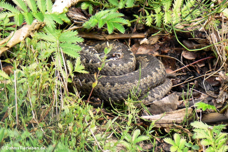 Kreuzotter (Vipera berus)