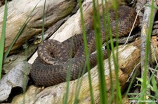 Kreuzotter (Vipera berus) im TerraZoo Rheinberg