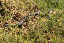 Kreuzotter (Vipera berus) im TerraZoo Rheinberg