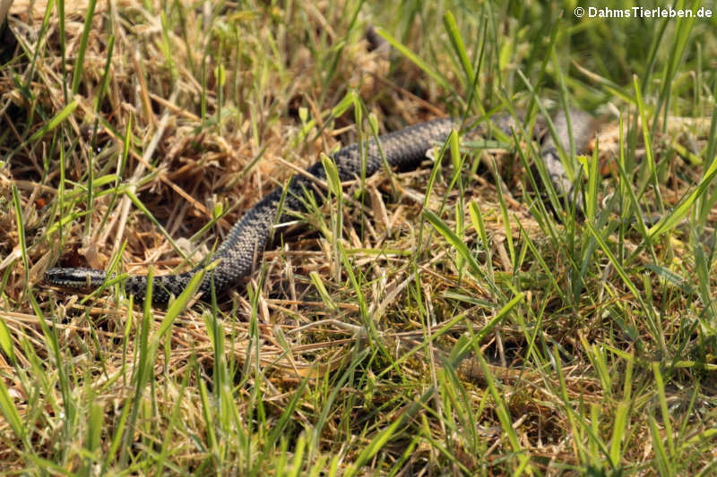 Kreuzotter (Vipera berus)