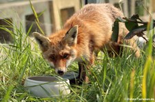 Rotfuchs (Vulpes vulpes) im TerraZoo Rheinberg